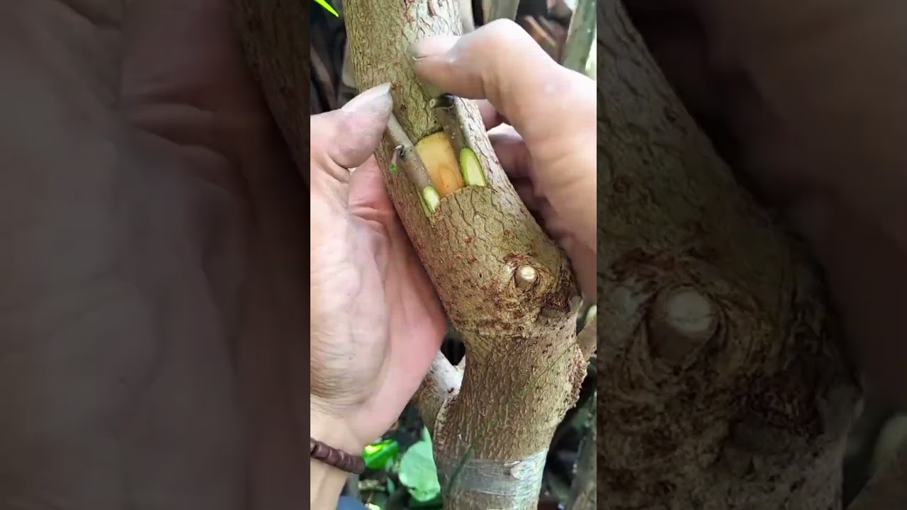 Plant Grafting Tutorial: Easy and Effective