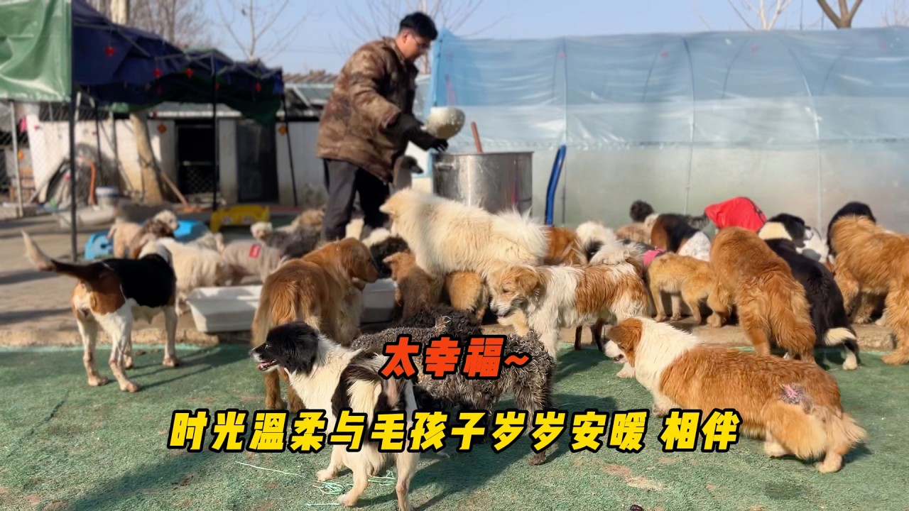 暖陽相伴歲月靜好！ 毛孩子打盹休憩、追逐打鬧，溫馨的畫面暖人心