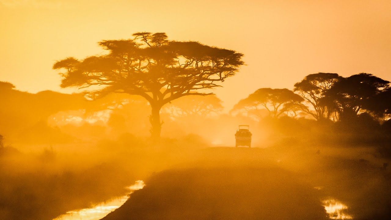 MORNING forest SOUNDS from Africa | Relaxing sunrise sounds to help with sleep or studying