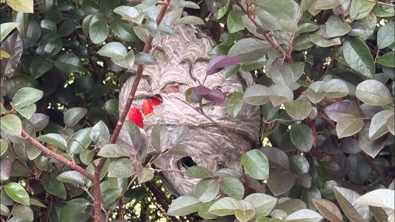 Here&rsquo;s how we remove a Bald Faced Hornet&rsquo;s nest chemical-free!