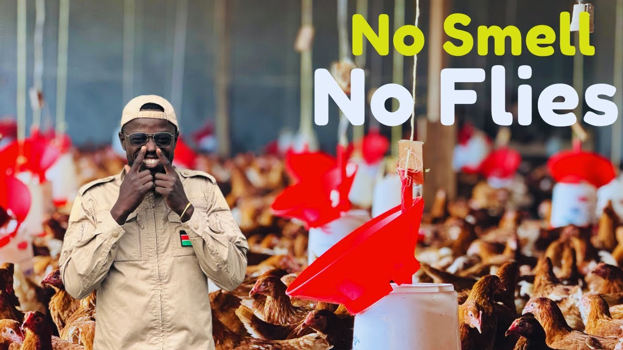 No Smell Chicken Farm (No Flies at Home)
