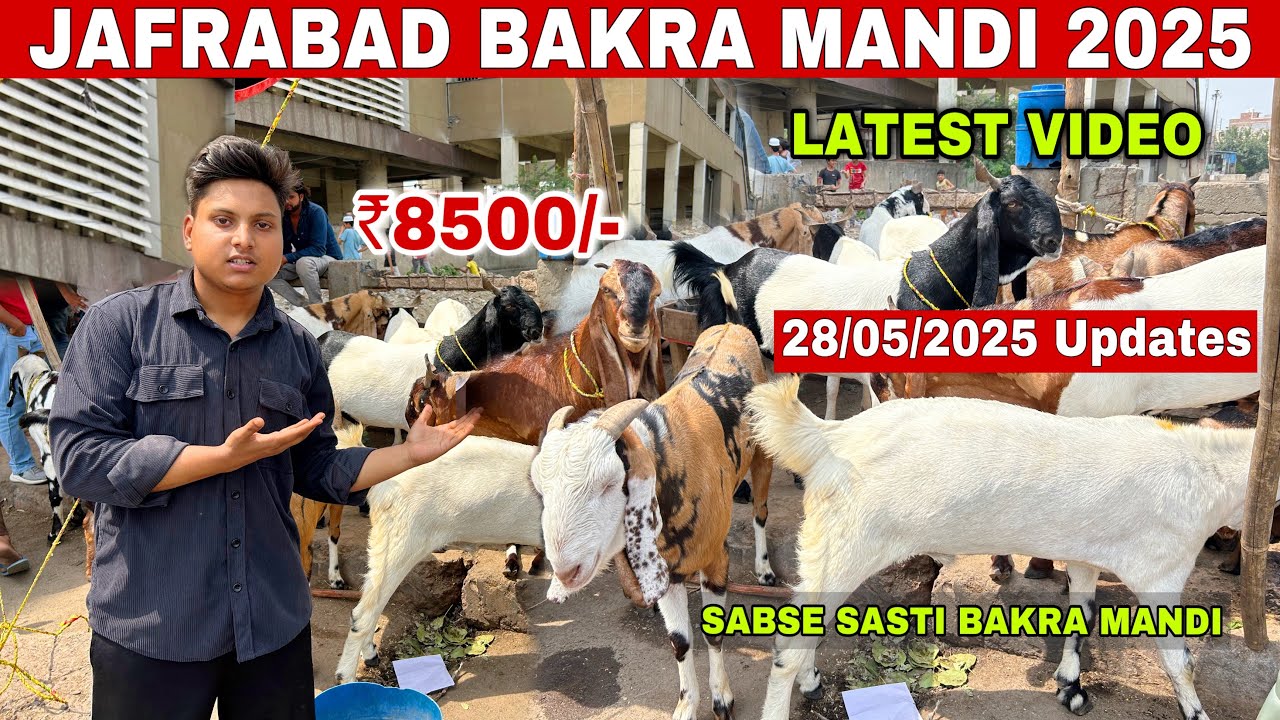 JAFRABAD BAKRA MANDI 2025 LATEST VIDEO | DELHI BAKRA MANDI 2025 | BAKRA MANDI DELHI