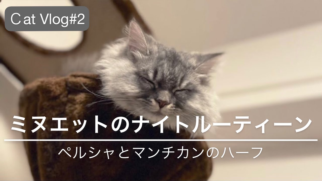 【猫Vlog#2】ミヌエットのナイトルーティーン|生後5か月の子猫|ペルシャとマンチカンのハーフ|