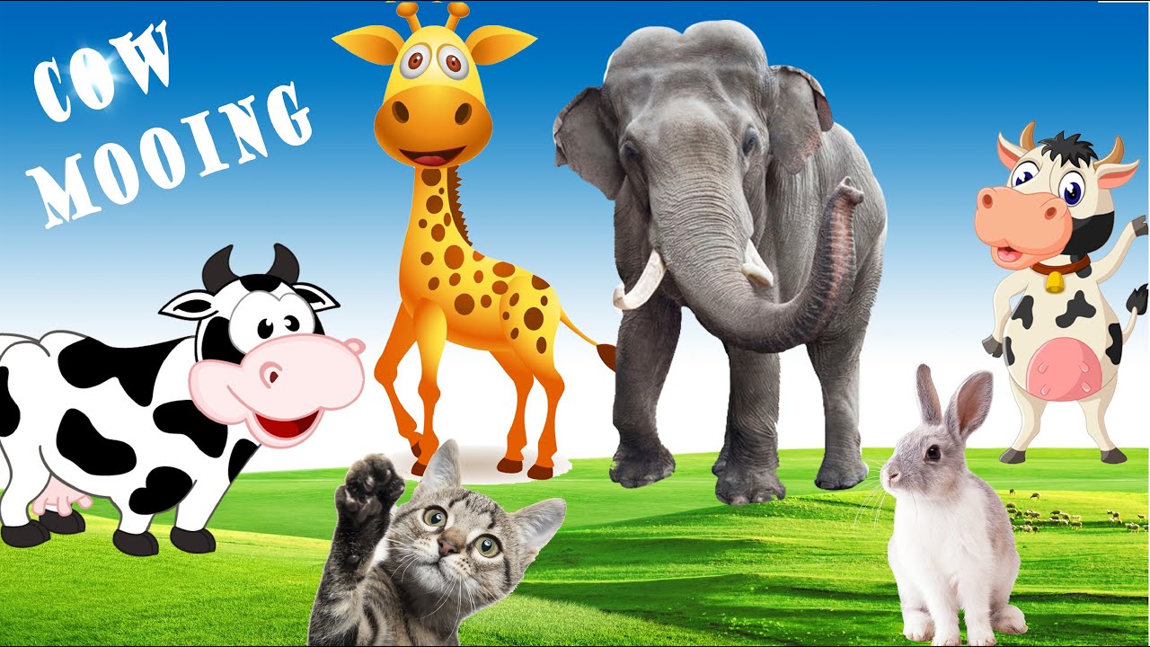 1 hour animal universe sounds, cow mooing, funny cat, dog, monkey...