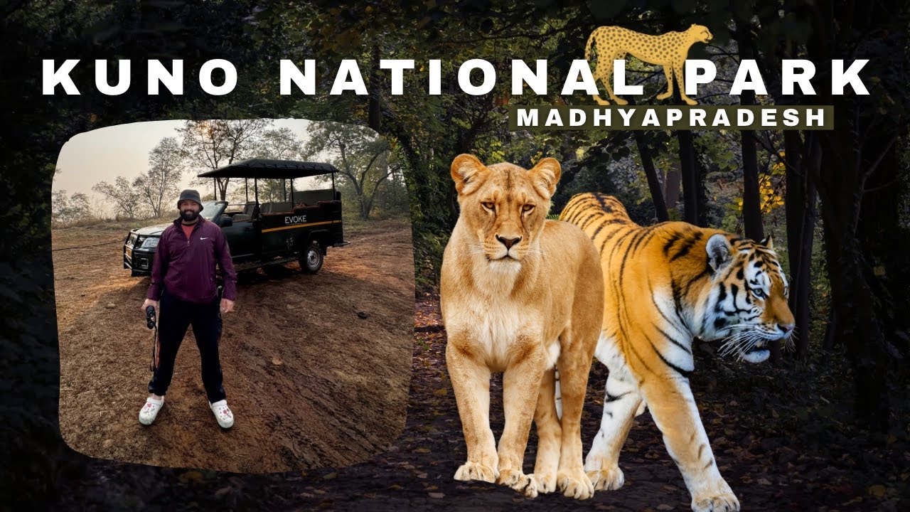 KUNO NATIONAL PARK - Early morning cheetah safari | Life time jungle safari experience with evoke 