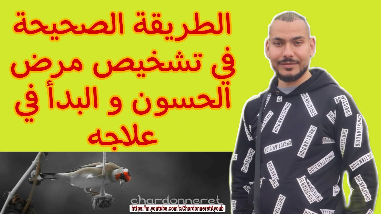 شاهد و تعلم خطوات علاج أنثى حسون من مرض الكوكسيديا و التسيف