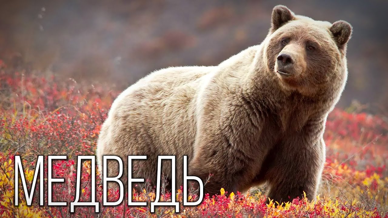 Медведи: Тайная Жизнь Гигантов | Интересные факты про медведей