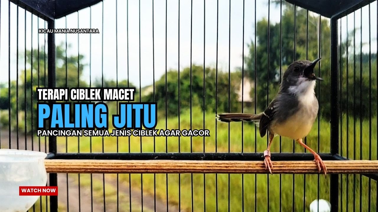 Burung Ciblek SEMI Gacor NGEBREN Untuk Pancingan Ciblek dan MASTERAN BURUNG Kesayangan Anda