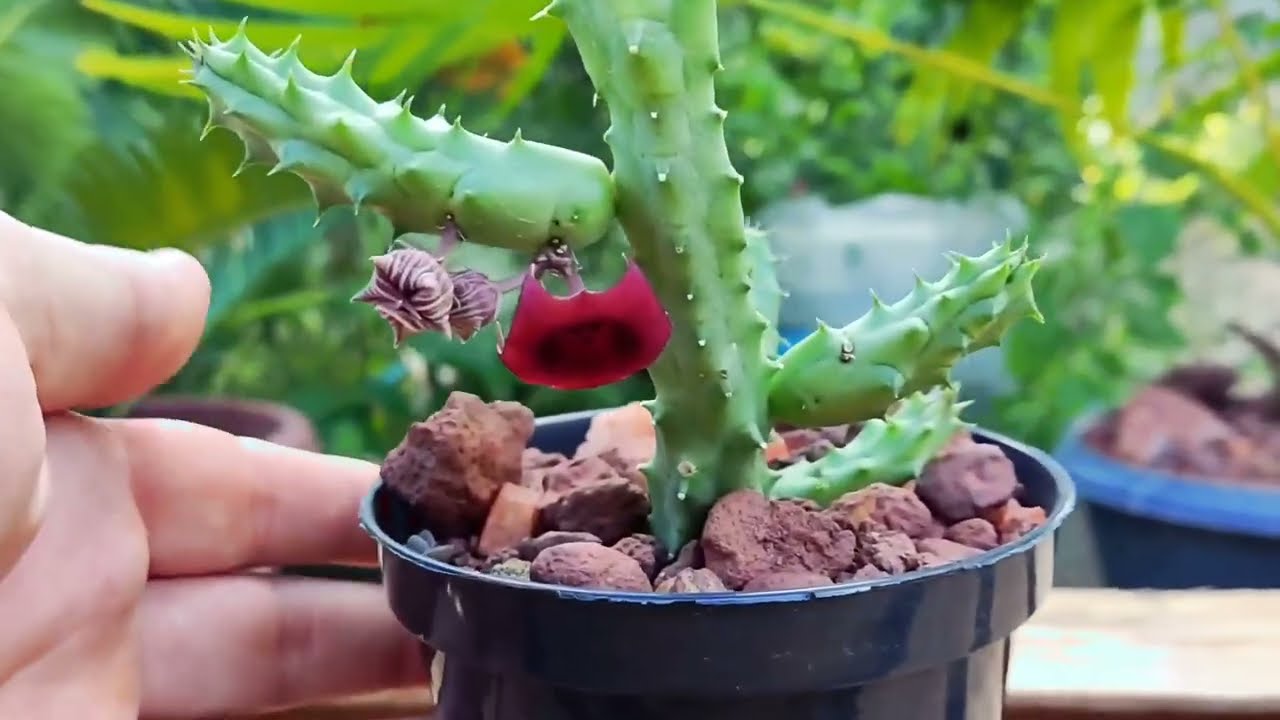 ⭕ DICAS PARA O CULTIVO DA SUCULENTA APOCYNACEAE HUERNIA KENIENSIS ( FLOR DO DRAGÃO )