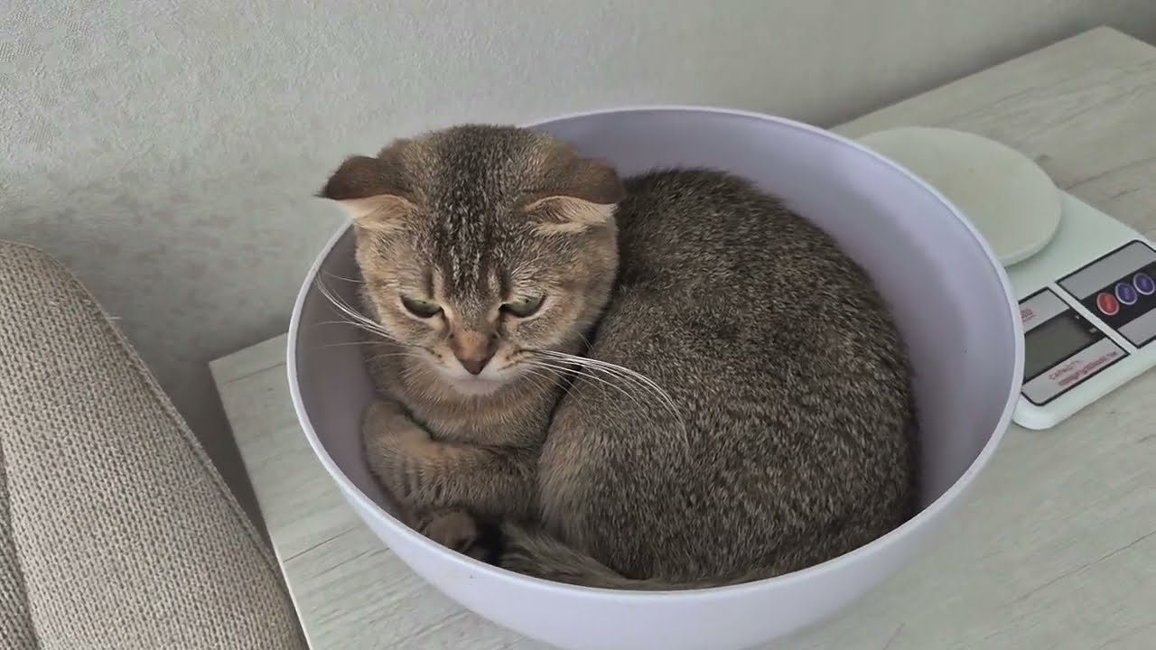 Взвешиваем наших котиков 😊