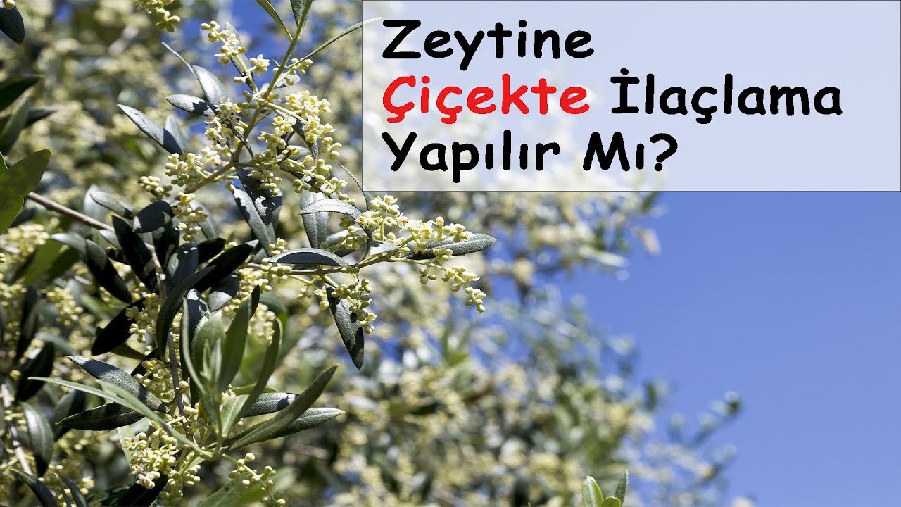 Zeytinde Çiçek Dönemi Bakımı || Önemli Bilgiler!!