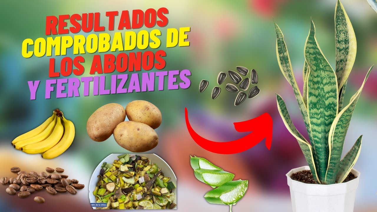 Resultados De Abonos Y Fugicidas Caseros En Tus Plantas, No Lo Vas A Creer!!