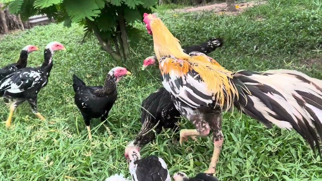 อัพเดท ลูกไก่ สายพันธ์ เหลืองหางขาว