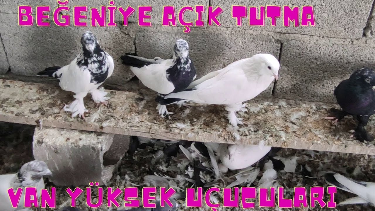 Arkadaşlar her reng tutma Van kuşları beğenmek isteyenler bana whatsApp ulaşabilir 542,565,33,60