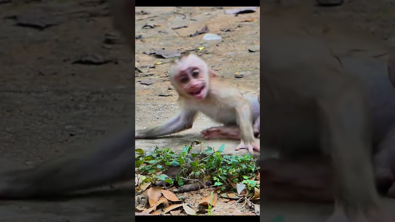 Monkey species: The baby monkey was afraid of being abandoned when its mother pushed it away.