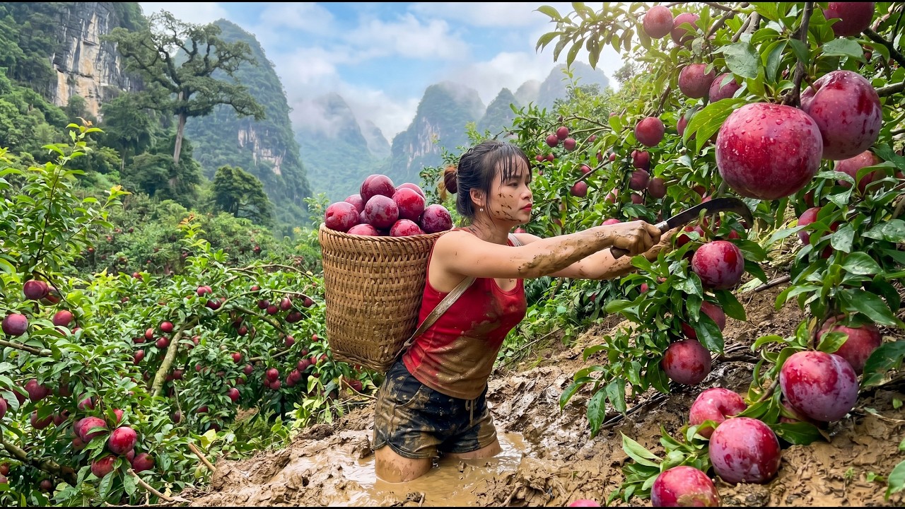 Harvesting 999KG of GIANT Plums on the Mountainside & Taking Them to Market to Sell