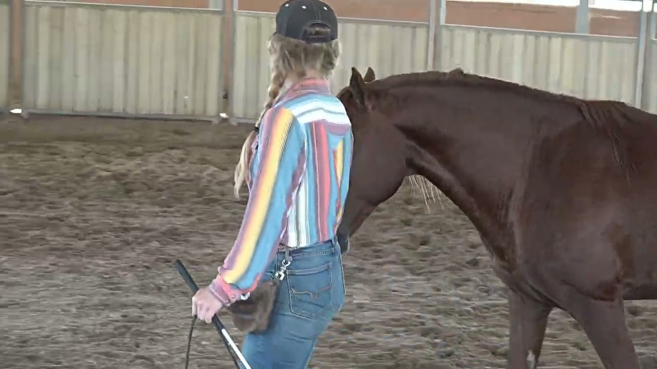 Oh Yeah Missouri Fox Trotter for Training as Trail Horse at Miller Ranch