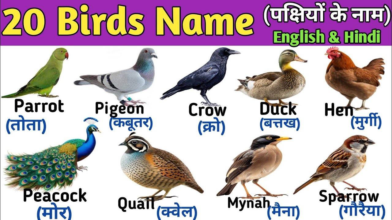 20 BIRDS NAME || Birds Name in English and Hindi | पक्षियों के नाम | Birds Vocabulary #birdsname