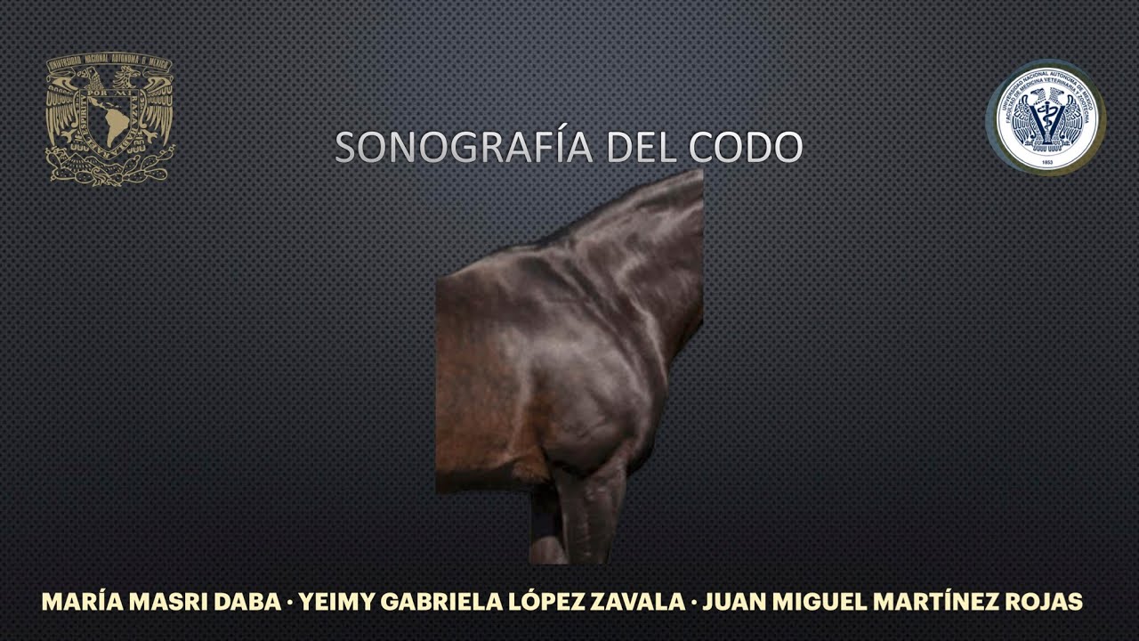 7 SONOGRAFÍA DEL CODO EQUINO