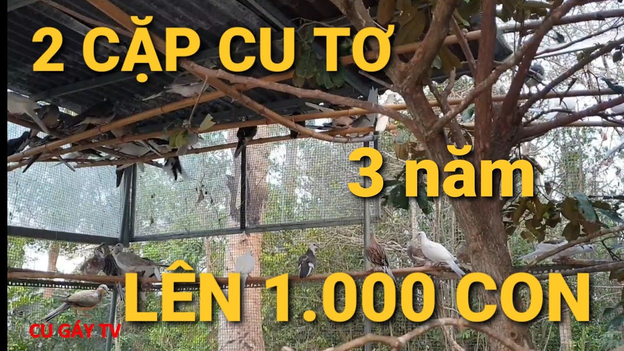 Chia sẽ kỹ thuật nuôi chim cu gáy sinh sản - A Hoàng - Gò Công.