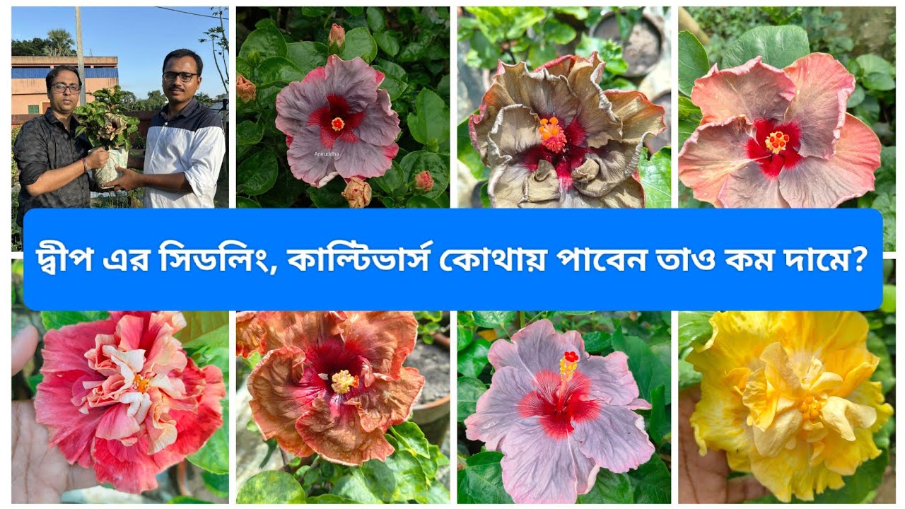 দ্বীপ এর সিডলিং / কাল্টিভার্স একদম সুলভ মূল্যে পেয়ে যাবেন সাথে আছে অনেক ট্রপিক্যাল জবা তাও কম দামে।