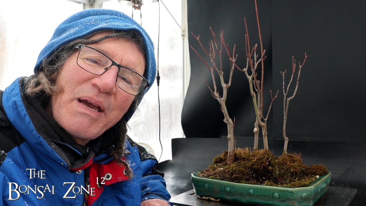 Обрезка моего красного клена Пэнцзин, The Bonsai Zone, декабрь 2025 г.