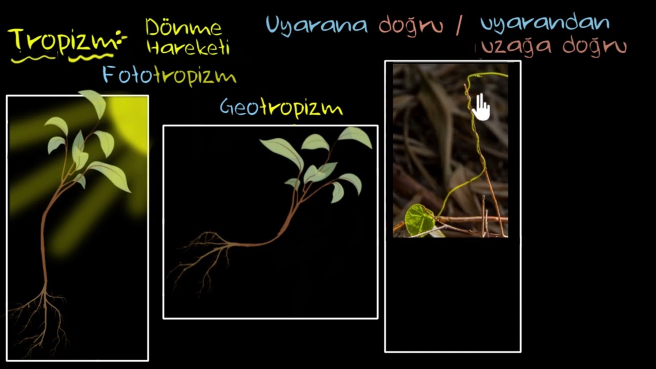 Tropizm Türleri (Biyoloji)