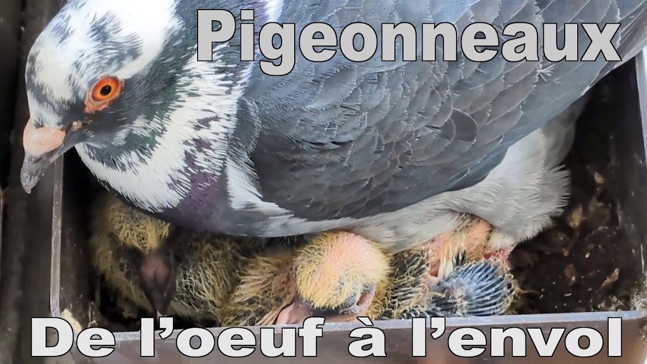 Les pigeonneaux : de l'&oelig;uf jusqu'&agrave; l'envol depuis un balcon