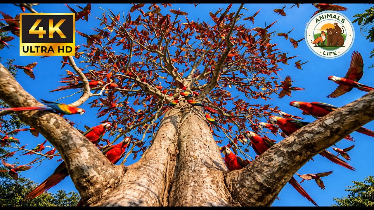 Relaxing Walk In The Amazon: Monkeys, Harpy Eagles & The Giant Kapok Tree 