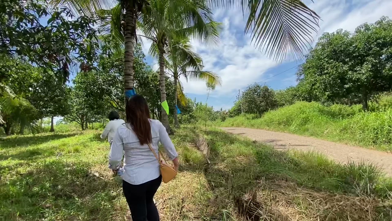 MINI FARM LOT FOR SALE FULL OF MANGO TREES LOCATED AT DAVAO DEL SUR