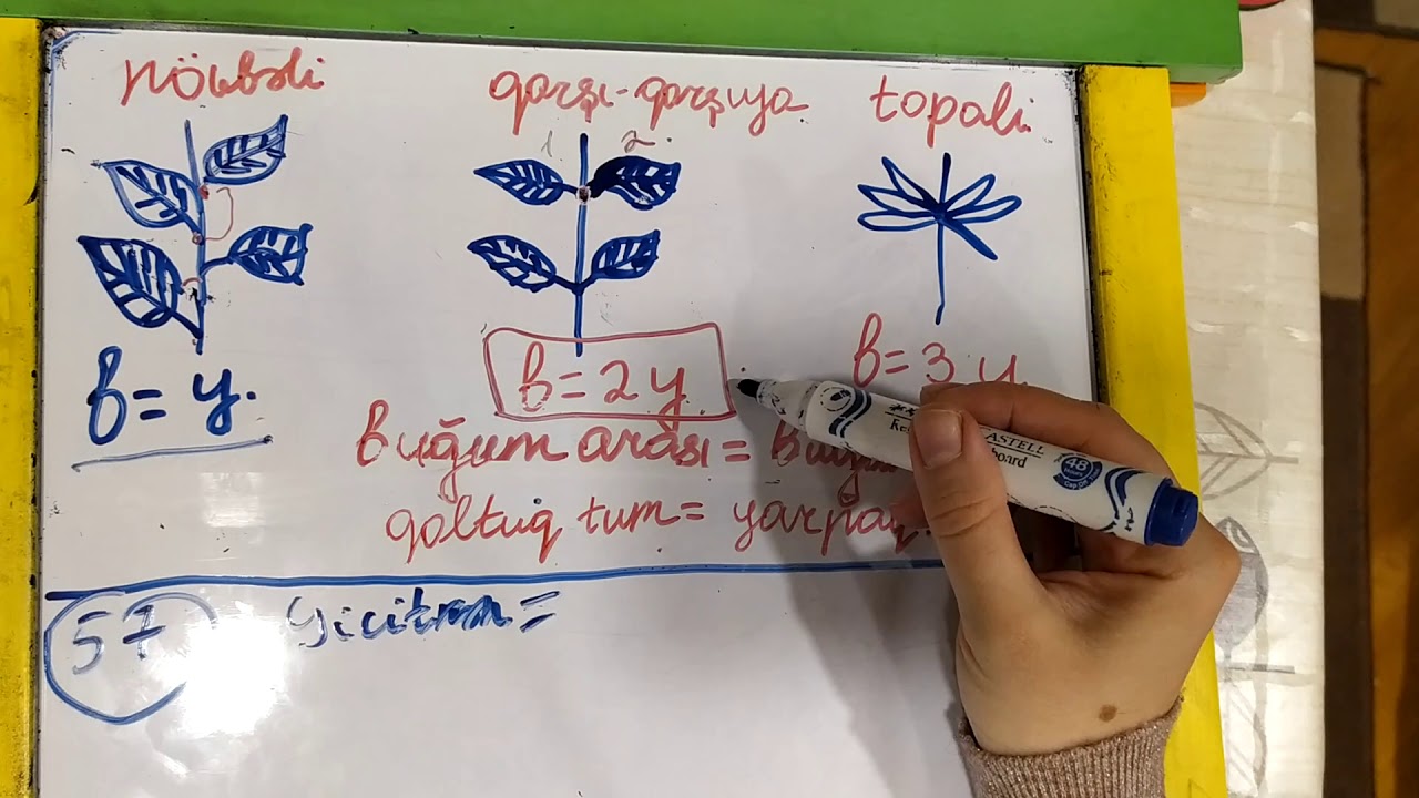 Yarpaqların düzülüşüne aid məsələ həlli.Biologiya 6 sinif