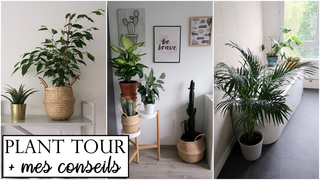 PLANT TOUR 2019 : TOUTES MES PLANTES ! + CONSEILS