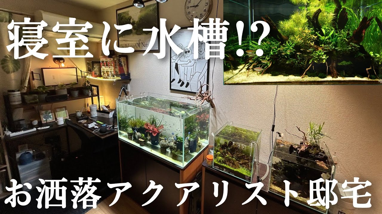 人気急上昇のお洒落なアクアリスト邸宅に潜入‼　ルームツアー　aquarium　アクアリウム　熱帯魚　水槽　水草　流木