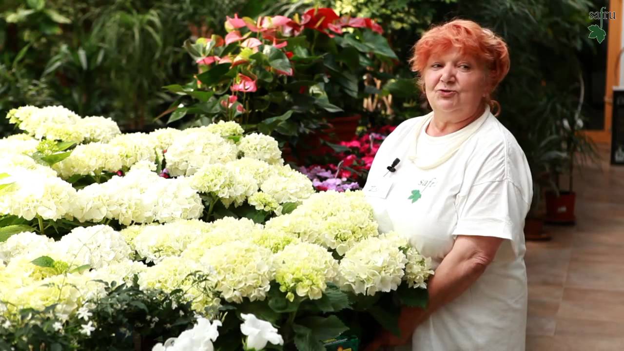 Hortenzia szakmai nap!
