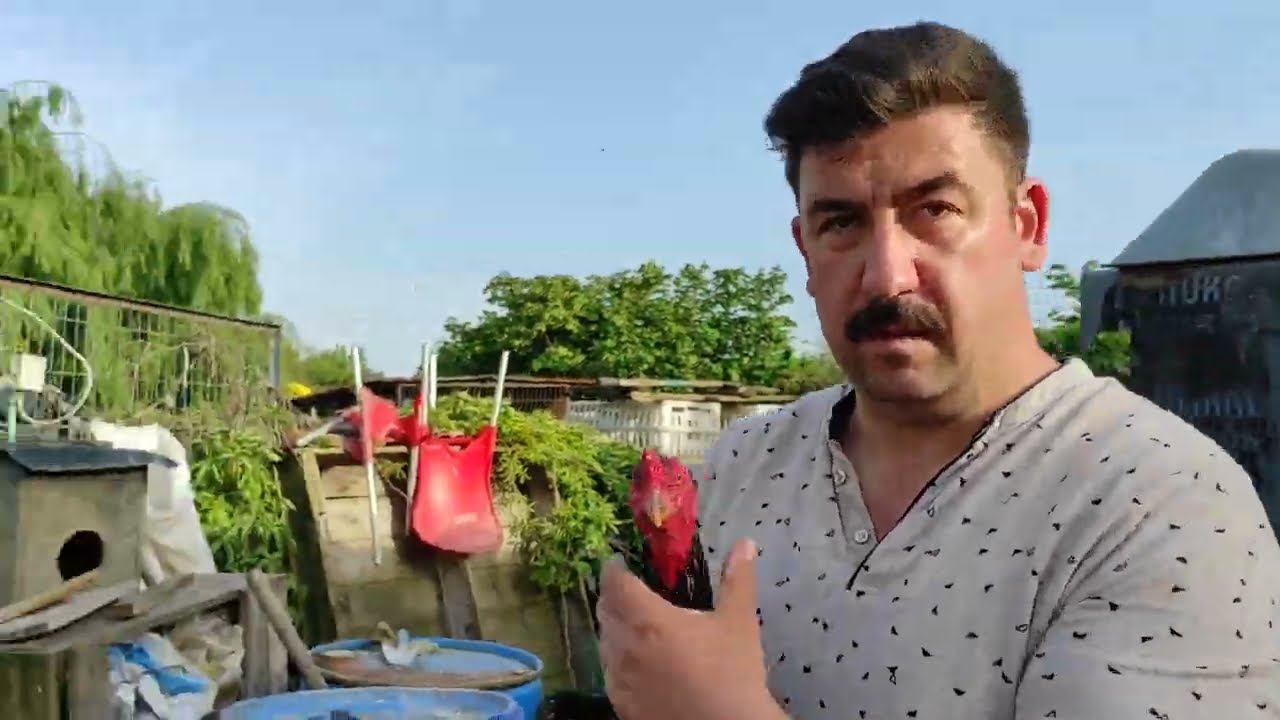 ///  BU HAFTA GÜZELLİK YARIŞI YAPACAK İMPARATOR YAVRU OKAYIN KÜMESİNDE ///