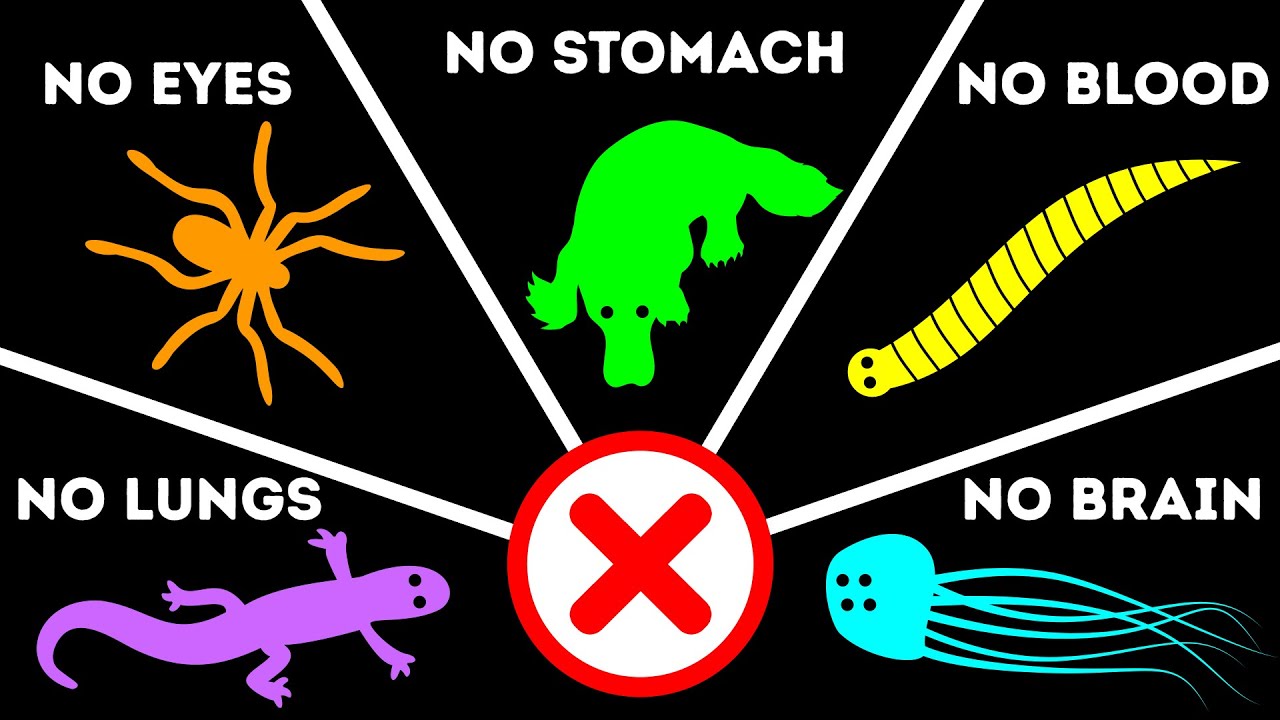 10+ Animals That Don't Have Most Important Organs