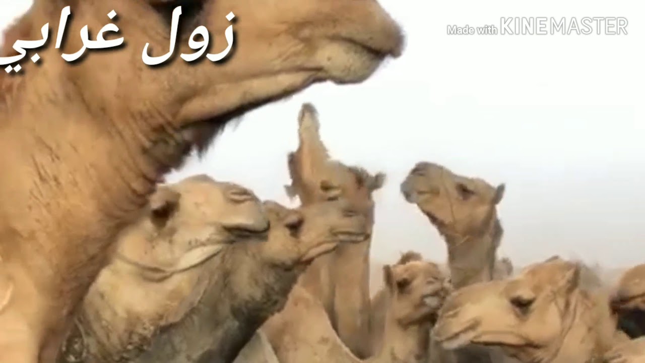 اغنية الحرير شديدتا بصوت الفنان عدنان المطرب ....زول غرابي