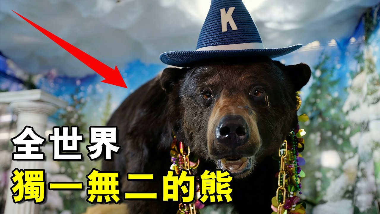 世界上最独特的黑熊标本背后的故事