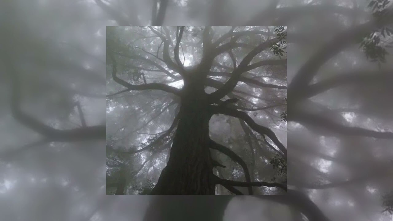 poison tree slowed ☆ liza v posteli