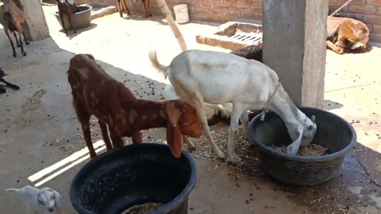 Big Update! Hamare Goat Farm Ki Khushkhabri 🎉