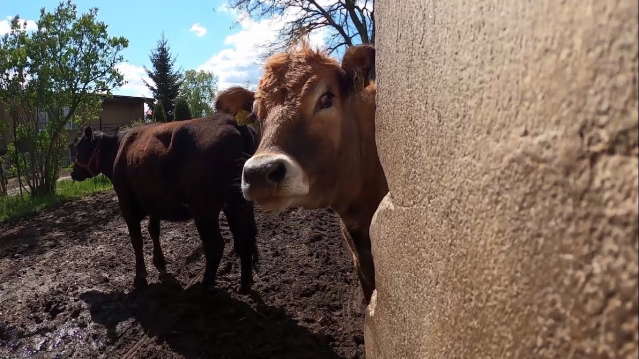 Obornik od jałówek || Ursus C-330