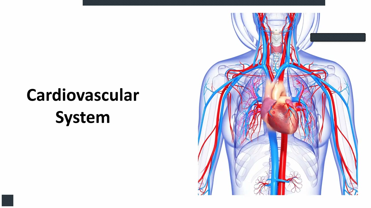 Cardiovascular System