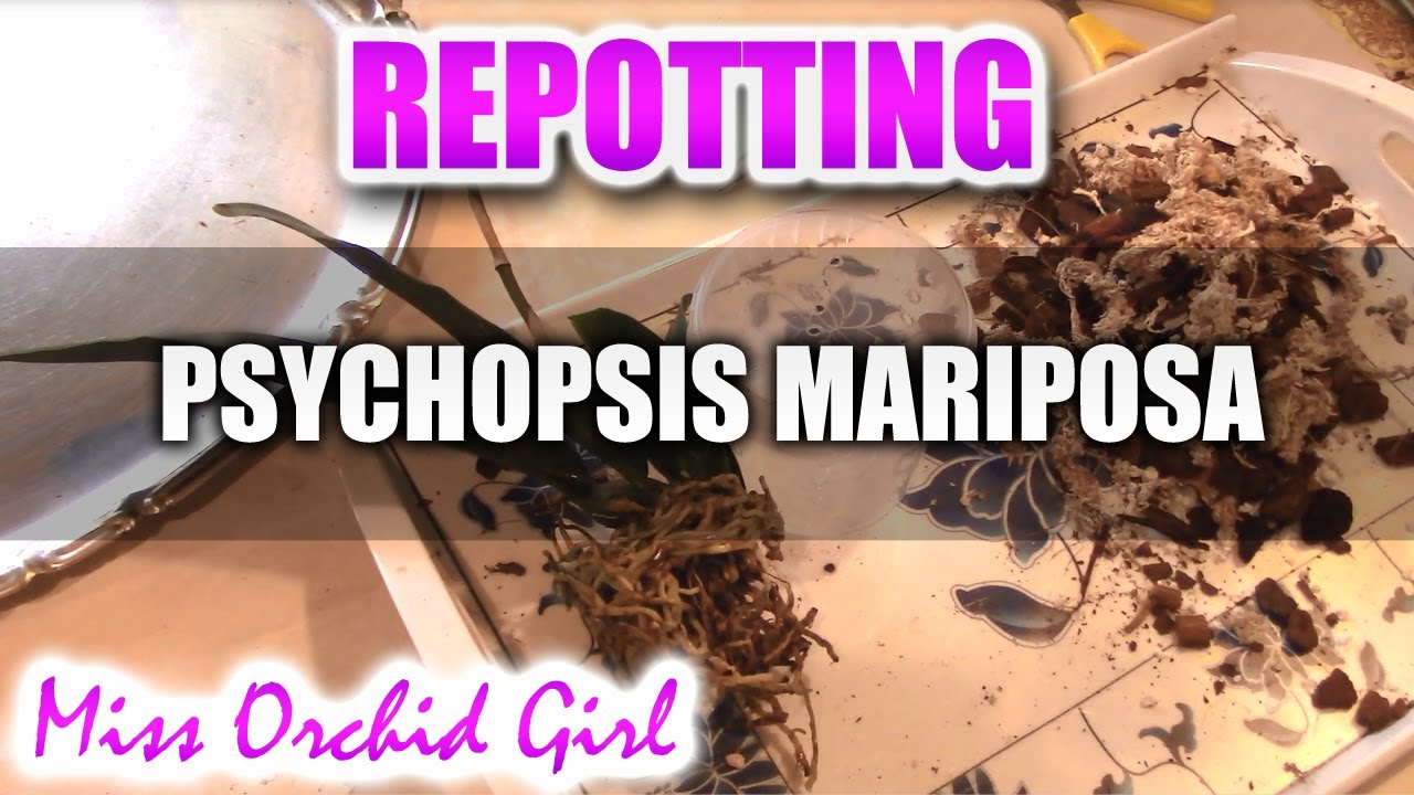 Repotting Psychopsis Orchid - Old sphagnum moss, root bound, stinky media :(