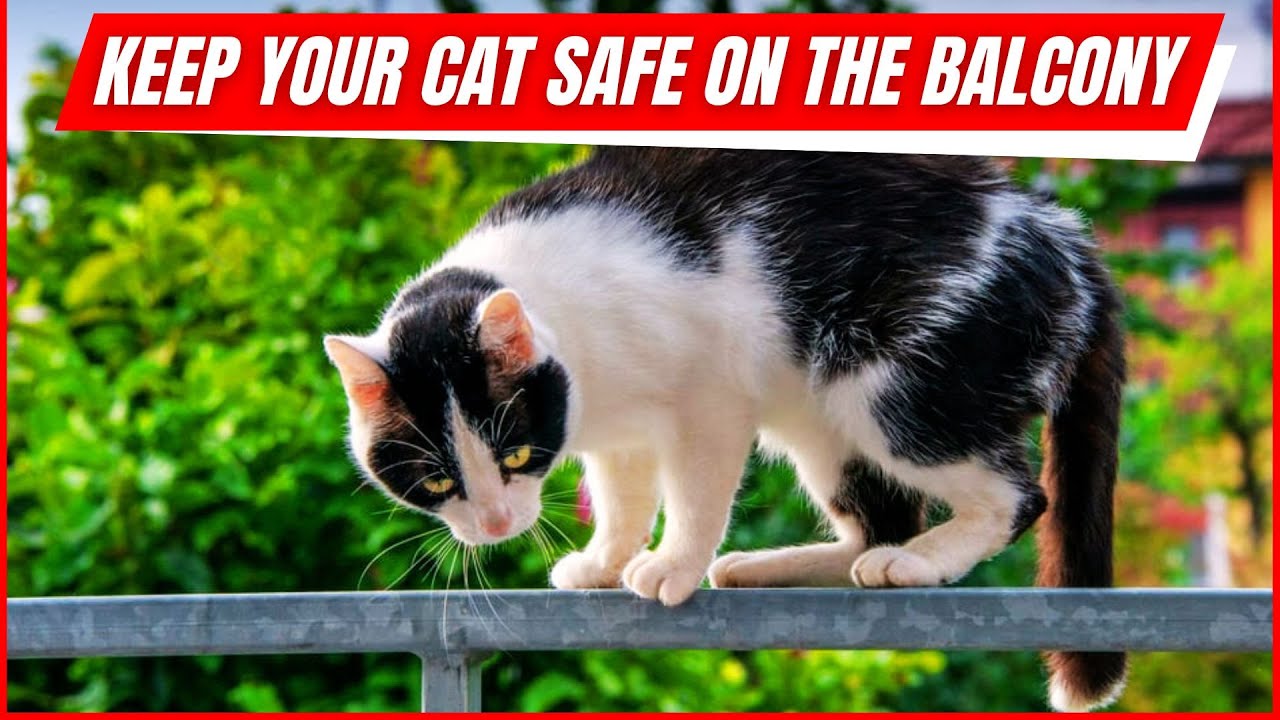 How to Cat Proof Your Balcony Safely