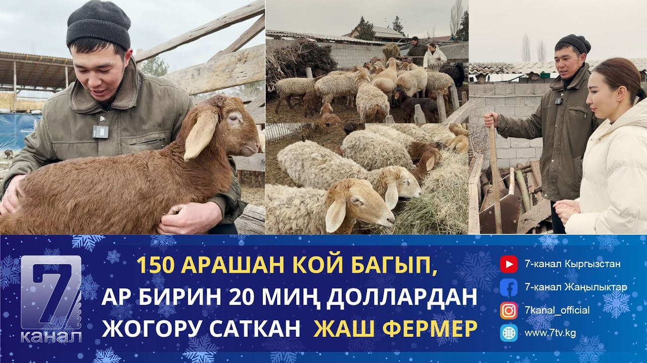 ЖЕТИ АРАШАН КОЙ МЕНЕН БАШТАП, АЗЫР МИЛЛИОНДОГОН АКЧАЛАРДЫ ТААП ЖАТКАН ЖАШ ФЕРМЕР