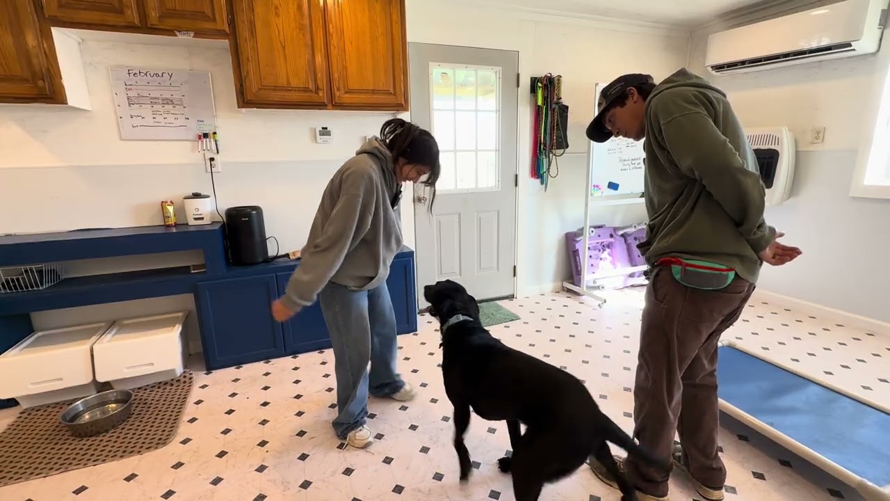 Gus proper greeting practice 