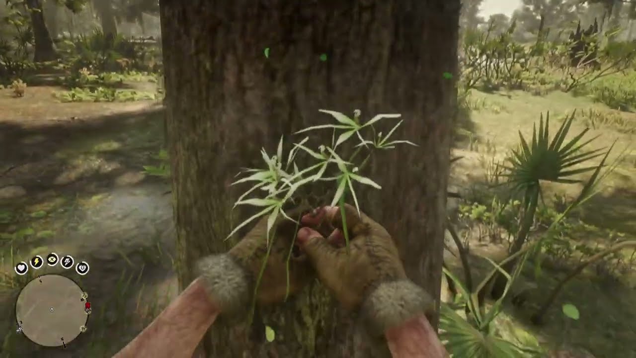 RDR2 Rat Tail Orchid Location | พิกัดกล้วยไม้หางหนู