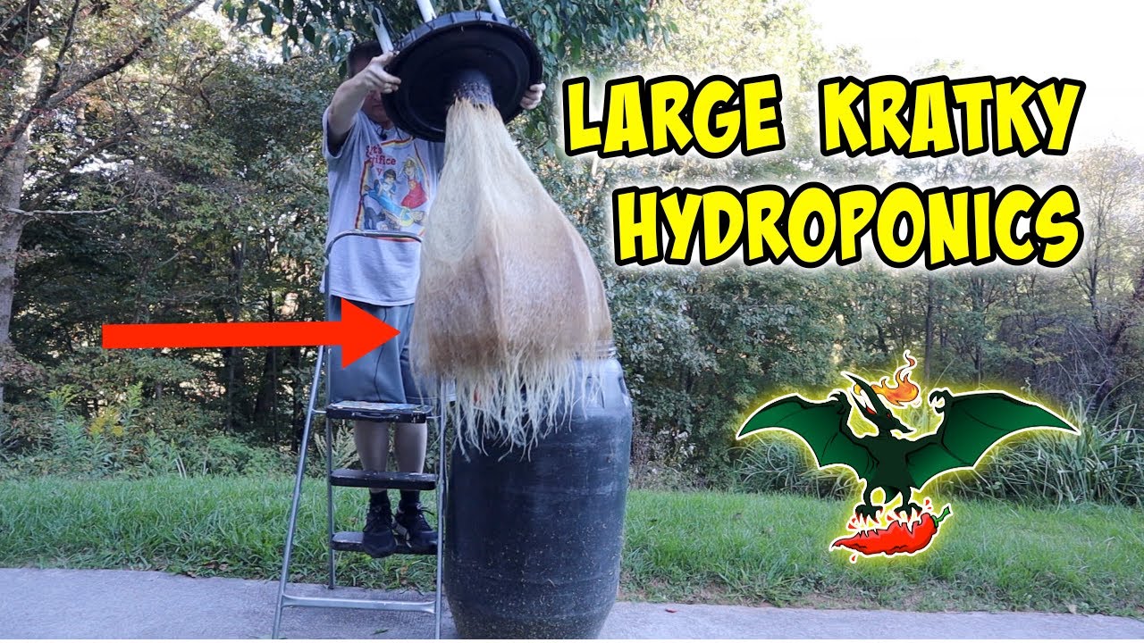 Large Kratky hydroponics - End of season roots on Khang Starr Lingria pepper plant