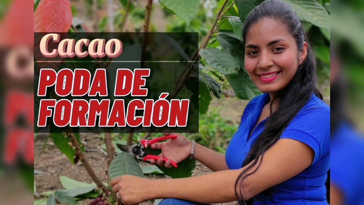 Haz una correcta Poda de Formación para tener una excelente producción de cacao.