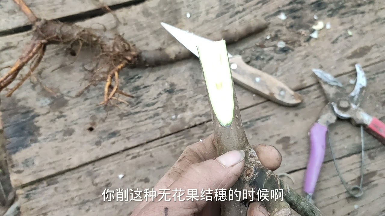 这招绝了！无花果老桩“瞬间”拥有，比扦插好活比定植造型快千倍